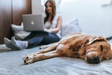 Mazda Jansen Arnhem thuiswerken met hond